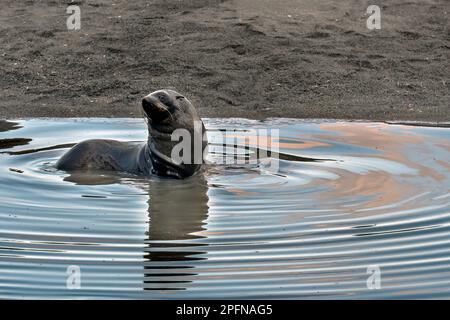 Südgeorgien, Fortuna Bay. Seehund, antarktisch (Arctocephalus gazella) Stockfoto