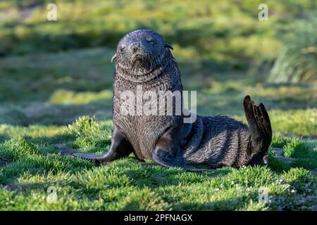 Südgeorgien, Fortuna Bay. Seehund, antarktisch (Arctocephalus gazella) Stockfoto