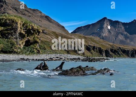 Südgeorgien, Fortuna Bay. Seehunde aus antarktischem Pelz (Arctocephalus gazella) Stockfoto