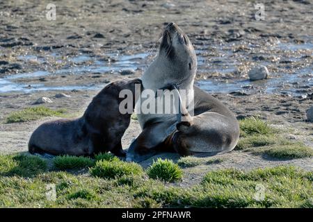 Südgeorgien, Fortuna Bay. Seehunde aus antarktischem Pelz (Arctocephalus gazella) Stockfoto