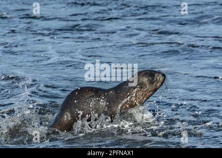 Südgeorgien, Fortuna Bay. Seehund, antarktisch (Arctocephalus gazella) Stockfoto