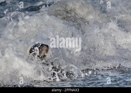 Südgeorgien, Fortuna Bay. Seehund, antarktisch (Arctocephalus gazella) Stockfoto