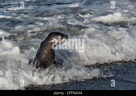 Südgeorgien, Fortuna Bay. Seehund, antarktisch (Arctocephalus gazella) Stockfoto