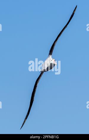 Südgeorgien, nördlicher Königlicher Albatross (Diomedea sanfordi) Stockfoto