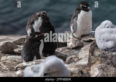 Falklandinseln, Saunders Insel. Rockhopper-Pinguine (Eudytes chrysocome); Schwarzer Albatross (Thalassarche melanophrys) Stockfoto