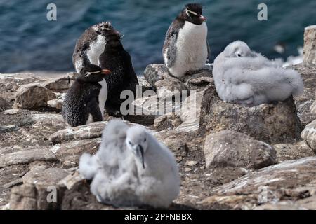 Falklandinseln, Saunders Insel. Rockhopper-Pinguine (Eudytes chrysocome); Schwarzer Albatross (Thalassarche melanophrys) Stockfoto
