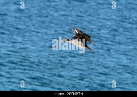 Falklandinseln. Saunders Insel. Antarktischer Kormorant (Phalacrocorax bransfieldensis) Stockfoto