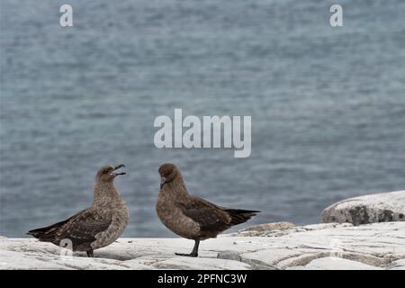 Antarktische Halbinsel, Portal Point. Braune Skuas (Catharacta antarktis) Stockfoto