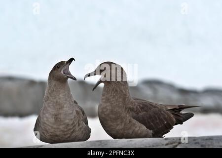 Antarktische Halbinsel, Portal Point. Braune Skuas (Catharacta antarktis) Stockfoto