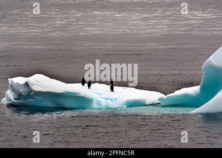 Antarktis-Halbinsel, Palaver Point. Kinnfaltenpinguine (Pygoscelis antartica) Stockfoto