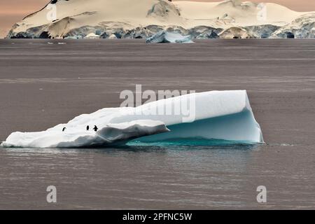 Antarktis-Halbinsel, Palaver Point. Kinnfaltenpinguine (Pygoscelis antartica) Stockfoto