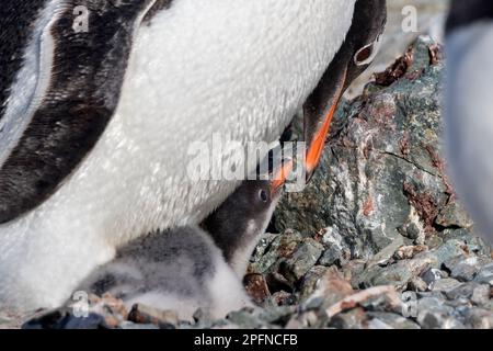 Antarktische Halbinsel. Danco Island. Gentoo-Pinguine (Pygoscelis papua) Stockfoto