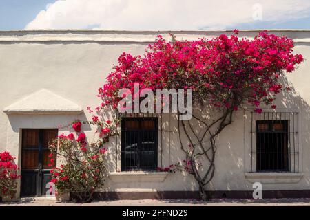 Ein Haus mit Bougainvillea vorne in Queretaro Mexiko Stockfoto