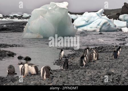 Antarktis-Halbinsel, Palaver Point. Gentoo-Pinguine (Pygoscelis papua) Stockfoto