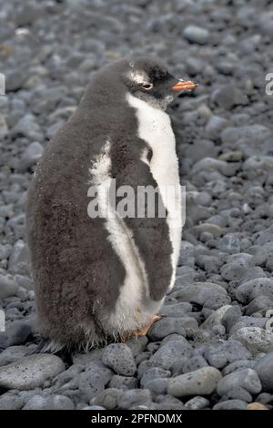 Antarktis-Halbinsel, Palaver Point. Gentoo-Pinguin (Pygoscelis papua) Stockfoto