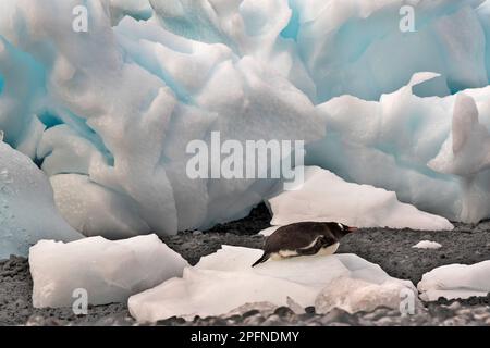 Antarktis-Halbinsel, Palaver Point. Gentoo-Pinguine (Pygoscelis papua) Stockfoto