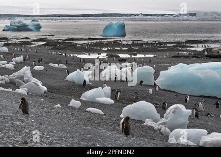 Antarktis-Halbinsel, Palaver Point. Gentoo-Pinguine (Pygoscelis papua) Stockfoto