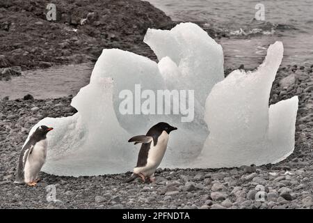 Antarktis-Halbinsel, Palaver Point. Gentoo-Pinguin (Pygoscelis papua). Adelie-Pinguin (Pygoscelis adeliae) Stockfoto