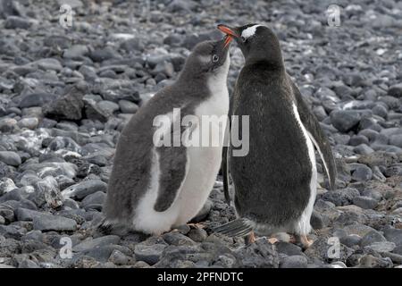 Antarktis-Halbinsel, Palaver Point. Gentoo-Pinguine (Pygoscelis papua) Stockfoto