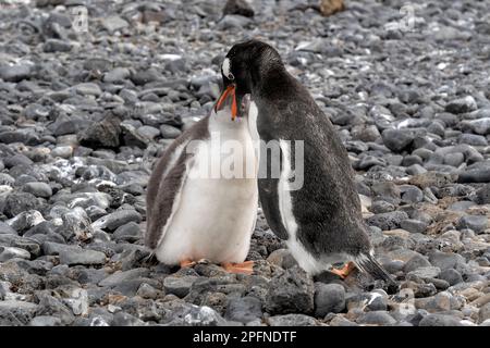 Antarktis-Halbinsel, Palaver Point. Gentoo-Pinguine (Pygoscelis papua) Stockfoto