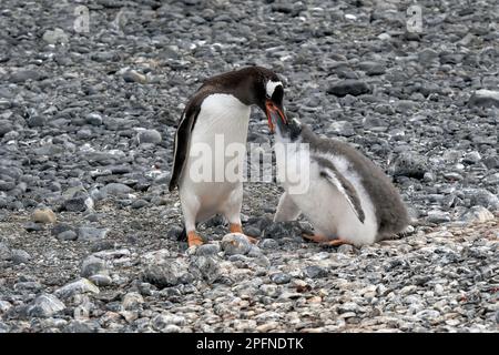 Antarktis-Halbinsel, Palaver Point. Gentoo-Pinguine (Pygoscelis papua) Stockfoto