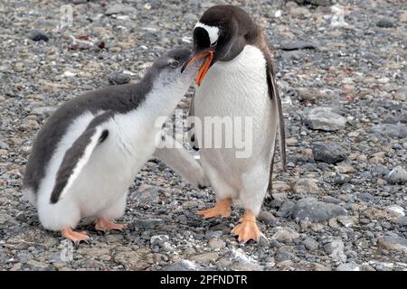 Antarktis-Halbinsel, Palaver Point. Gentoo-Pinguine (Pygoscelis papua) Stockfoto