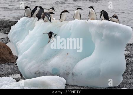 Antarktis-Halbinsel, Palaver Point. Adelie-Pinguine (Pygoscelis adeliae) Stockfoto