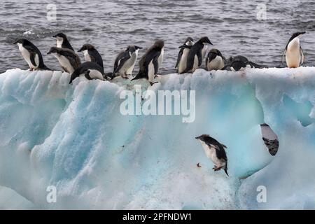 Antarktis-Halbinsel, Palaver Point. Adelie-Pinguine (Pygoscelis adeliae) Stockfoto