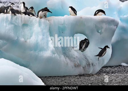 Antarktis-Halbinsel, Palaver Point. Adelie-Pinguine (Pygoscelis adeliae) Stockfoto