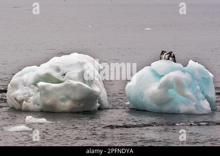 Antarktis-Halbinsel, Palaver Point. Adelie-Pinguine (Pygoscelis adeliae) Stockfoto