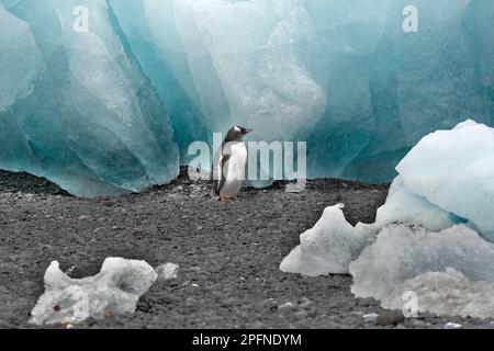 Antarktis-Halbinsel, Palaver Point. Gentoo-Pinguin (Pygoscelis papua) Stockfoto