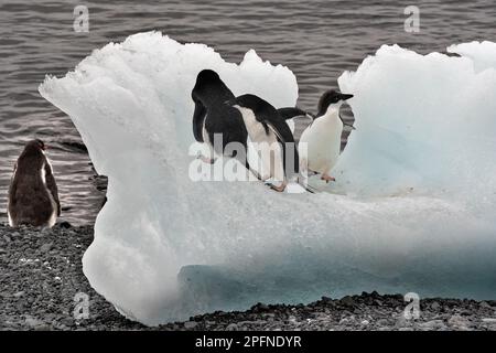 Antarktis-Halbinsel, Palaver Point. Gentoo-Pinguine (Pygoscelis papua). Adelie-Pinguin (Pygoscelis adeliae) Stockfoto