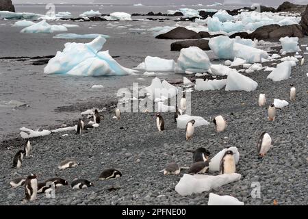 Antarktis-Halbinsel, Palaver Point. Gentoo-Pinguine (Pygoscelis papua) Stockfoto