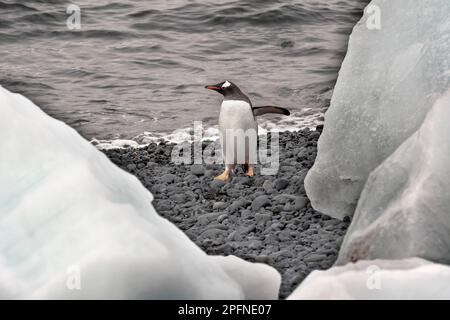 Antarktis-Halbinsel, Palaver Point. Gentoo-Pinguin (Pygoscelis papua) Stockfoto