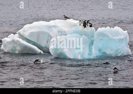 Antarktis-Halbinsel, Palaver Point. Adelie-Pinguine (Pygoscelis adeliae) Stockfoto