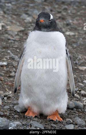 Antarktis-Halbinsel, Palaver Point. Gentoo-Pinguin (Pygoscelis papua) Stockfoto