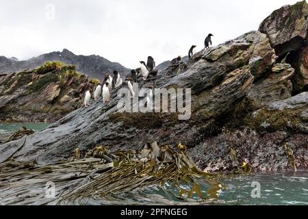 Südgeorgien, Cooper Bay. Makkaroni-Pinguine (Eudyptes chrysolophus) Stockfoto