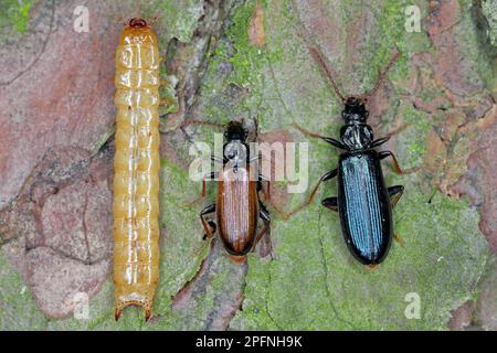 Pytho depressus (Familie Pythidae) auf Pinienrinde. Die Larve, Käfer, braun und typisch - blau. Stockfoto