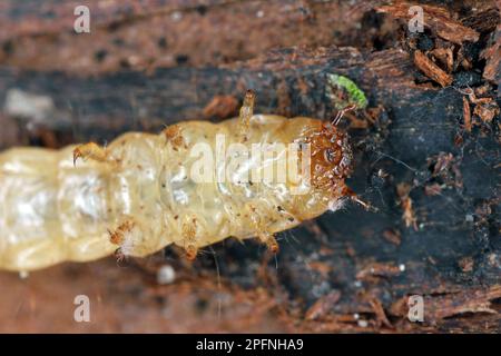 Pytho-depressus-Larven dieses Käfers (Familie Pythidae) unter Kiefernrinde. Kopf, Unteransicht. Stockfoto