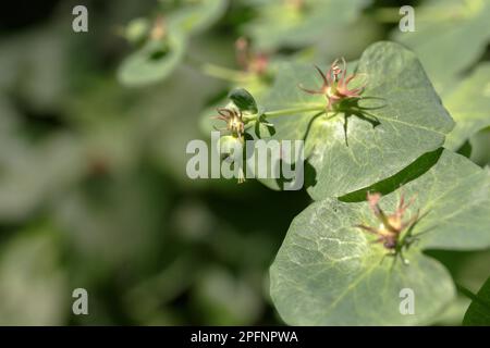 Euphorbia macroceras. Holzspreizblüten (Euphorbia amygdaloides). Detail der Blume. Nahaufnahme. Wilde grüne Blumenpflanze in Waldnatur Stockfoto