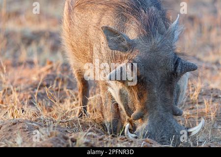 Gemeines Warzenschwein (Phacochoerus africanus), männliche Futtersuche, Nahaufnahme des Kopfes, Morgenlicht, Marakele-Nationalpark, Provinz Limpopo, Südafrika, Stockfoto