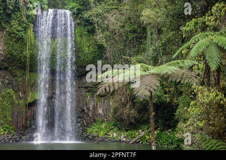 Millaa Millaa Falls, Atherton Tablelands, Queensland, Australien Stockfoto