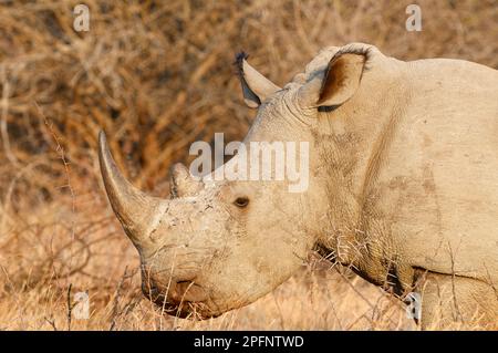 Weißes Nashorn (Ceratotherium simum), Erwachsenenfütterung von trockenem Gras, Abendlicht, Marakele-Nationalpark, Provinz Limpopo, Südafrika, Afrika Stockfoto