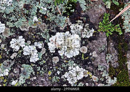 Lichen auf Betonboden in Teresopolis, Rio de Janeiro Stockfoto