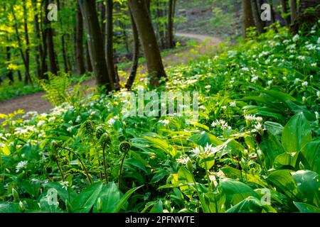 Wilder Knoblauch (Allium ursinum) in einem Wald zur goldenen Stunde am Abend. Im Hintergrund ein Pfad und Bäume. Deutschland. Stockfoto