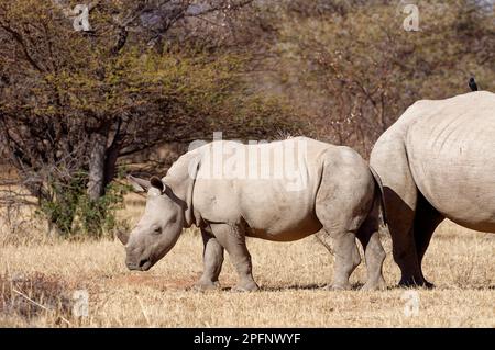 Weiße Nashörner (Ceratotherium simum), Mutter mit jungen männlichen im trockenen Grasland, Marakele-Nationalpark, Provinz Limpopo, Südafrika, Afrika Stockfoto