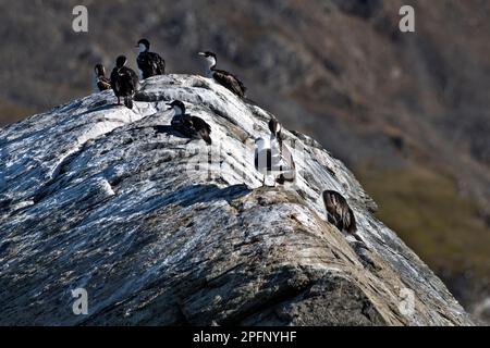 Südgeorgien, Fortuna Bay. Adelie-Pinguine (Pygoscelis adeliae). Seetang (Larus dominicanus) Stockfoto