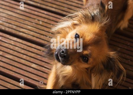 Langhaariger Pomchi, der freudig in die Kamera schaut Stockfoto
