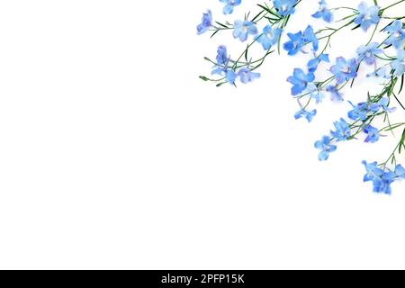 Blauer Delphinium-Wildblumen-Hintergrund auf weißem Hintergrund. Sommer Natur zarte Blumenzusammensetzung. Wird in der pflanzlichen Medizin als Beruhigungsmittel verwendet Stockfoto