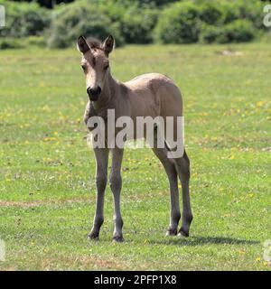 Süßes braunes New Forest Pony Foal aus nächster Nähe mit Gras und Büschen im Hintergrund Stockfoto